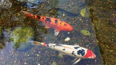 鯉魚養幾隻|養錦鯉指南 如何選購與照顧